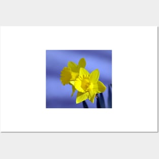 Daffodil Duo Posters and Art